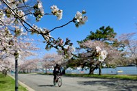 Biking among the blossoms Joe Flood Flickr