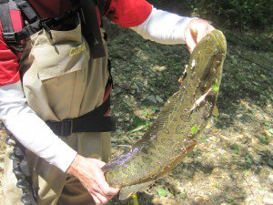 Northern Snakehead an invader species.